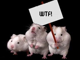 hamsters.jpg